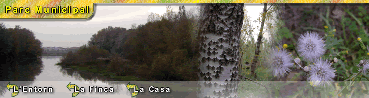 Detalls del parc municipal de la mitjana en diverses imatges. En la primera s'hi veu el riu i el bosc a ambdós marges. En la següent s'hi veu el detall de l'escorça d'un àlber i, en la última, unes flors anomenades "dents de lleó".