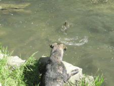 Un gos està al marge del riu apunt de llançar-se sobre una carpa que es veu a la superfície.
